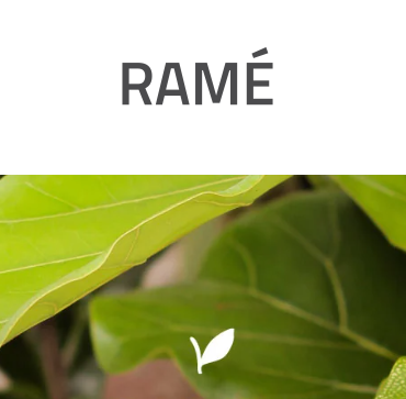 Ramé Boutique de Plantas y Flores